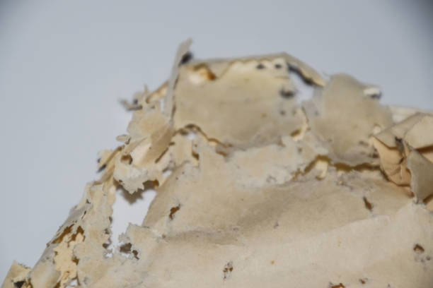 istock Paper swallowed with silverfish. Traces of wrecking silverfish on vinyl envelopes. 1225448184