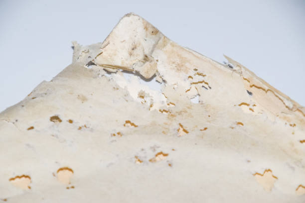istock Paper swallowed with silverfish. Traces of wrecking silverfish on vinyl envelopes. 1225448185