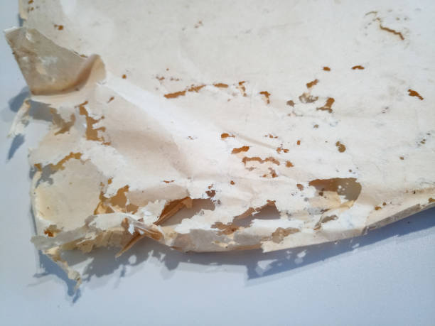 istock Paper swallowed with silverfish. Traces of wrecking silverfish on vinyl envelopes. 1225448198
