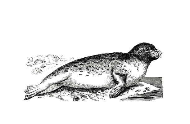 Illustrations from the popular encyclopedia