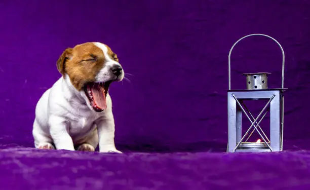 Photo of cute puppy bitch jack russell terrier yawns near a gray lantern with a burning candle on a purple bedspread, It's time to sleep. horizontal format