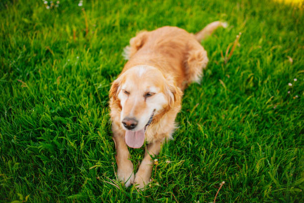 istock Beautiful golden retriever sitting in a field 1225449344