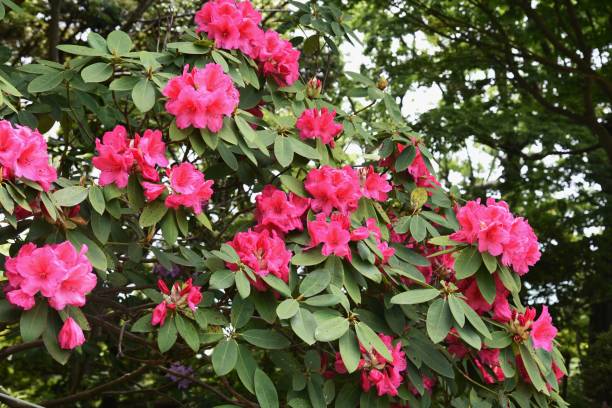 istock Rhododendron flowers / Ericaceae evergreen shrub. 1225449427