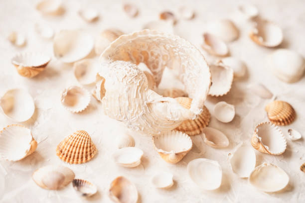 istock Set of different seashells, top view, summer vacation concept 1225451544