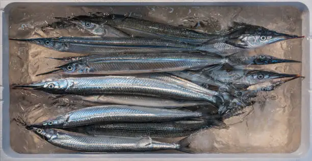 15 dead Japanese Halfbeak fish (hyporhamphus sajori) displayed for sale, binned in a white styropor box and preserved by ice. Photo taken on the Tsukiji fish market in Tokyo.