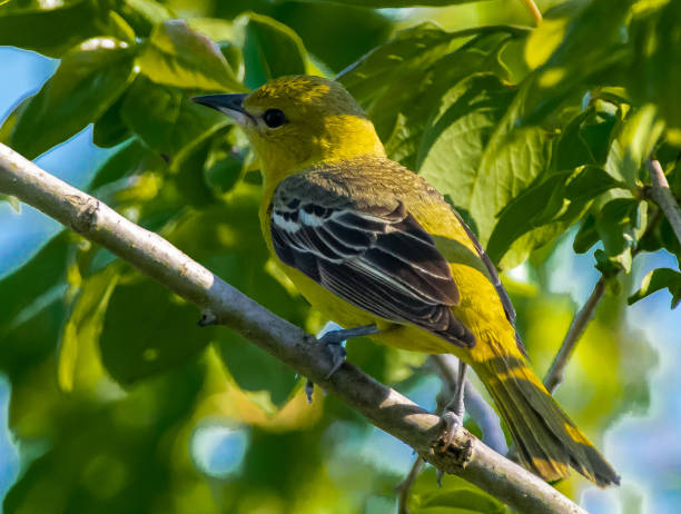 istock Female orchard oriole perched in tree 1225451640