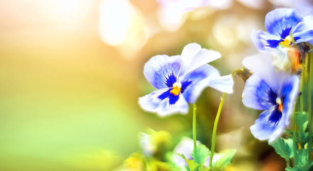 istock BEAUTIFUL VIOLET FLOWERS WITH SELECTIVE FOCUS ON A BLURRED BACKGROUND. FLOWER BACKGROUND 1225451678