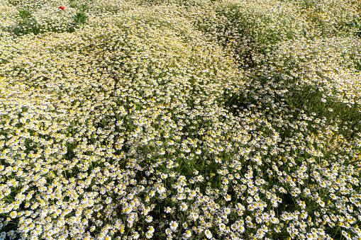a field of chamomile flowers in spring