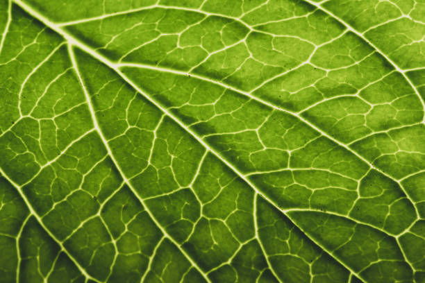 istock Close up of leaf of a hydrangea in Spring 1225451708