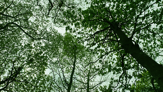 Looking upwards to treetrops