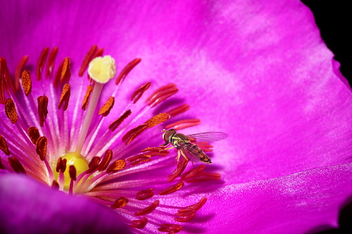 Syrphid fly foraging in a bright fuchsia colored flower