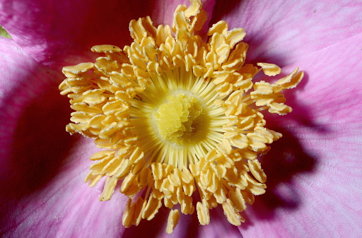 A fragrant tulip flower with red petals, a large yellow pistil, and black stamens with pollen