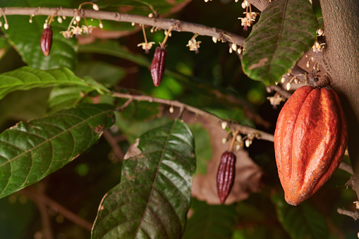 Growing cacao pods on tree macro close up view