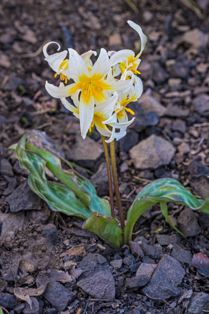 Erythronium helenae is a species of flowering plant in the lily family which is known by the common names Pacific fawn lily and St. Helena fawn lily. It is endemic to the coastal mountains north of the San Francisco Bay Area in California. Mayacamas Mountain Sanctuary, Sonoma County, California. Liliaceae. It is a rare plant with limited distribution. erythronium helenae es una especie de planta con flores de la familia de los lirios que es conocida por los nombres comunes del lirio cervatillo del pacífico y lirio cervatillo de santa helena. es endémica de las montañas costeras al norte del área de