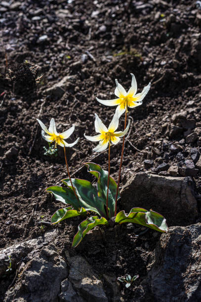 Erythronium helenae is a species of flowering plant in the lily family which is known by the common names Pacific fawn lily and St. Helena fawn lily. It is endemic to the coastal mountains north of the San Francisco Bay Area in California. Mayacamas Mountain Sanctuary, Sonoma County, California. Liliaceae. It is a rare plant with limited distribution. erythronium helenae es una especie de planta con flores de la familia de los lirios que es conocida por los nombres comunes del lirio cervatillo del pacífico y lirio cervatillo de santa helena. es endémica de las montañas costeras al norte del área de