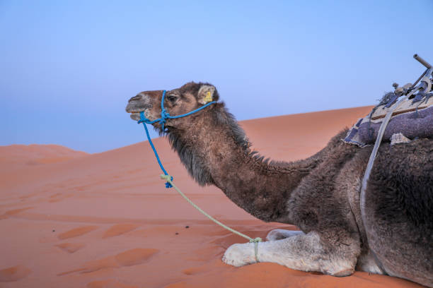 istock Camel in the desert. Merzouga Morocco. 1225454618