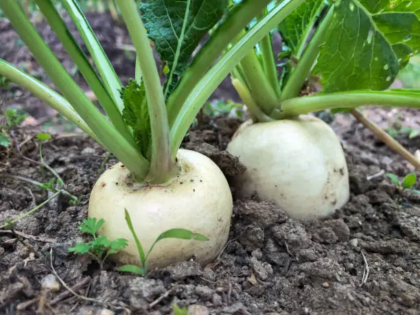 Ripe ready to harvest turnips in the garden.