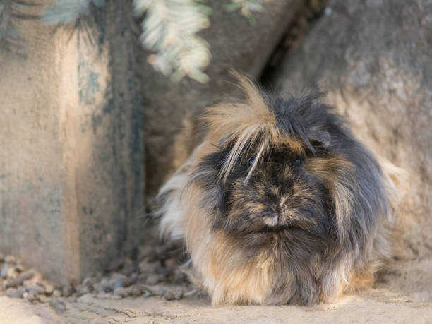 istock Abyssinian guinea pigs with dark coat 1225457453
