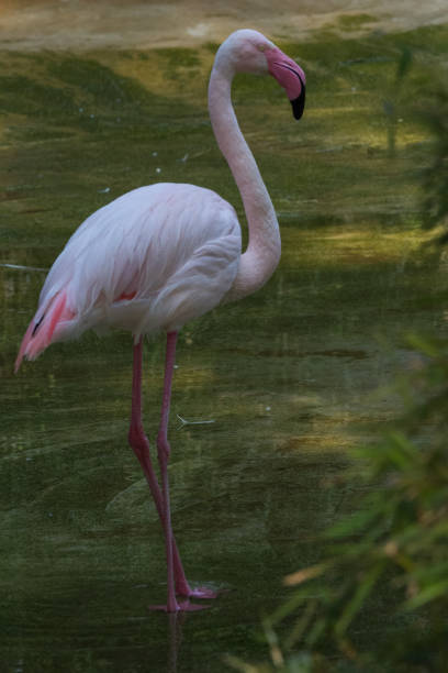 istock Red flamingo on one leg, wildlife 1225457486