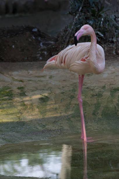 istock Red flamingo on one leg, wildlife 1225457496