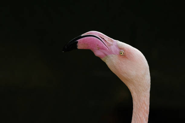 istock Pink flamingo close-up on a dark background. 1225457527