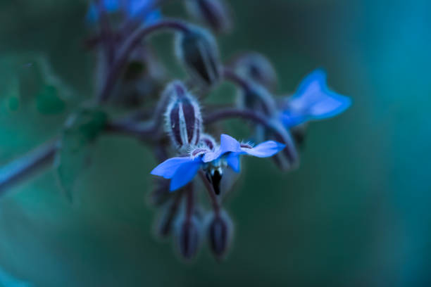 istock Close-up Blue Borage flowers, Borago officinalis over green background 1225457665