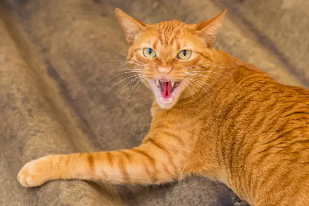 Photo of Tame and rabid Domestic Yellow Cat, wild cat, angry cat, growling cat, devilish cat, nervous cat, devilish yellow cat
