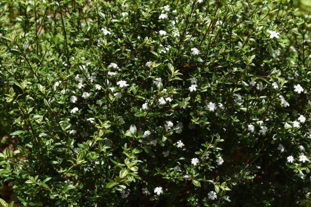 istock Serissa japonica (Tree of a thousand stars) flowers 1225460420