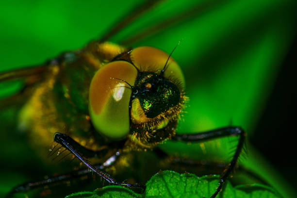 istock Macro picture of compound eyes of a dragonfly. 1225462296