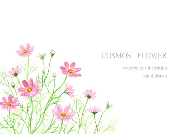 コスモスの花の水彩画イラスト。 - コスモス点のイラスト素材／クリップ�アート素材／マンガ素材／アイコン素材