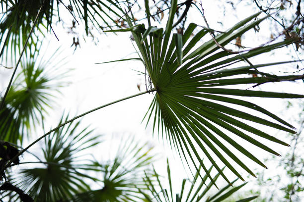 gros plan vert de feuilles de palmier sur le fond de ciel - palm leaves photos et images de collection