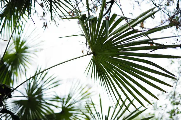 Photo of Green large palm leaves closeup on sky background