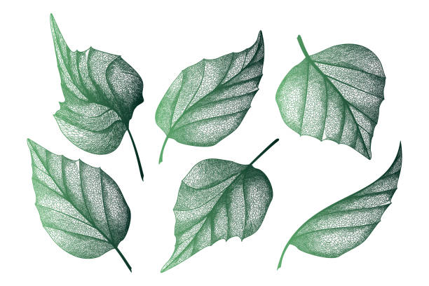 istock Set leaves of green on white. Leaf veins. 1225467991