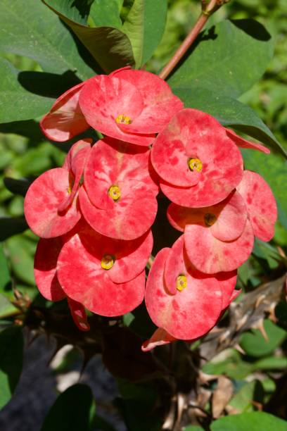 istock Bouquet of Christ thorn 1225469788