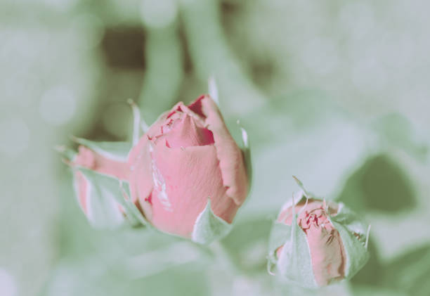 Rose Closed up; Vintage Style; Background or texture