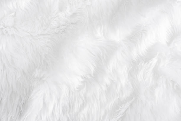 Closeup animal white wool sheep background in top view light natural detail, grey fluffy seamless cotton texture. Wrinkled lamb fur coat skin, rug mat raw material, fleece woolly textile concept primer plano animal de lana blanca de lana de fondo en la vista superior detalle natural claro, gris esponjoso textura de algodón sin costuras. piel de piel de cordero arrugada, materia prima alfombra alfombra, concepto textil lanudo polar