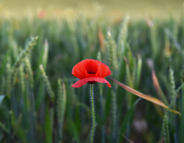 amapolas rojas en el campo verde - flower red poppy sky fotografías e imágenes de stock