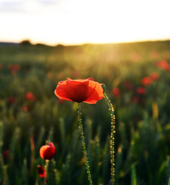 istock some beautiful poppies at sunset in the green field 1225471237