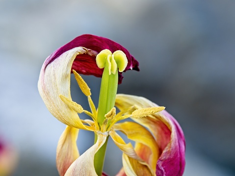 Wilted yellow and red tulip with withering petals at the end of the bloom season, selective focus