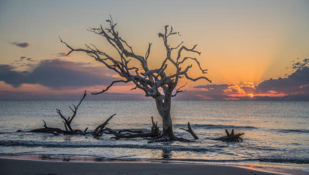 istock Driftwood Beach on Jekyll Island 1225474401