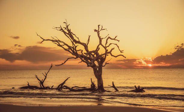 istock Driftwood Beach on Jekyll Island 1225474444