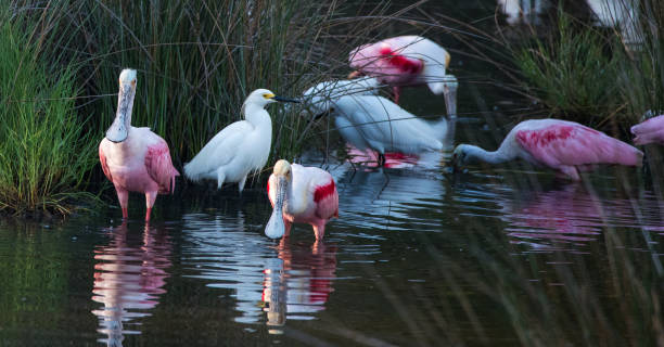 istock Roseate Spoonbill, egret, heron and woodstork 1225474676