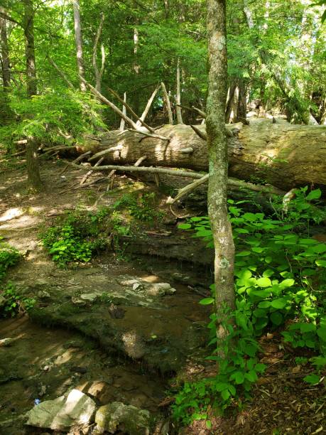 istock Green trees and woods at Burgess Falls 1225477288