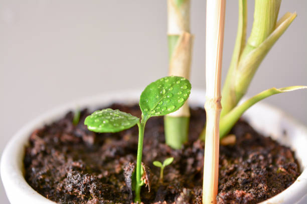 istock young lemon plant in a pot 1225477541