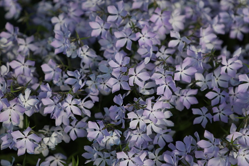 A variety of flowers bloom at a park.