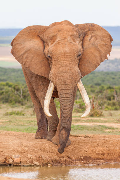 istock Magnificent Bull Elephant in Addo 1225479380