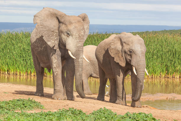 elefanti nel parco nazionale degli elefanti di addo - addo elephant national park foto e immagini stock