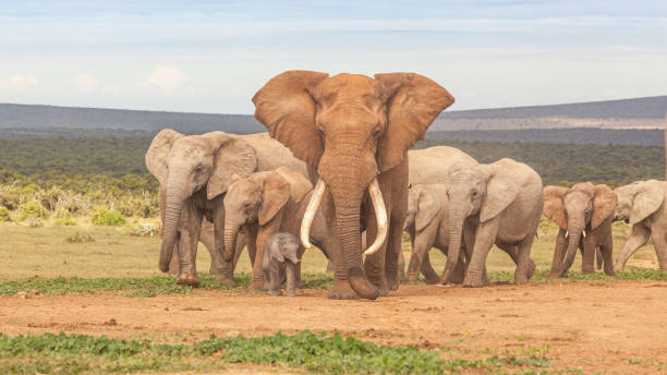 istock Elephant Herd in Addo Elephant National Park 1225479481