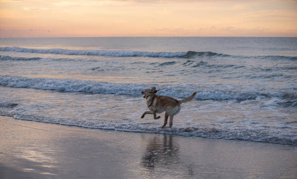 istock Golden Retriever at the Beach at Sunrise 1225480134