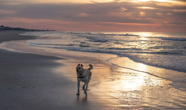 Golden Retriever at the Beach at Sunrise